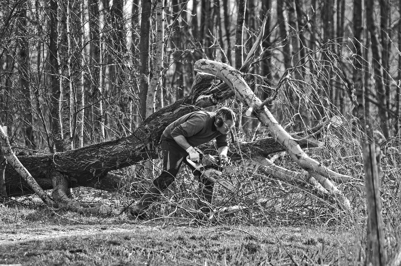 slash and tree removal